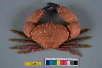 藏品(繆氏哲蟹)的圖片